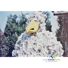 Carnaval 1976 Coll. F.Janssen (4)